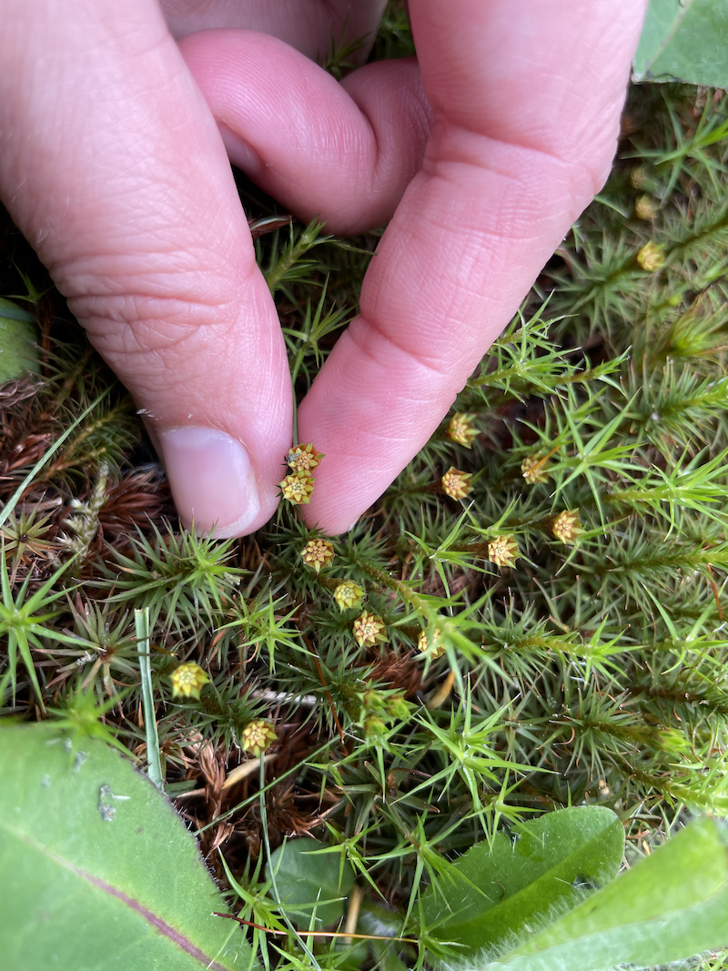 Polytrichum_juniperinum.png